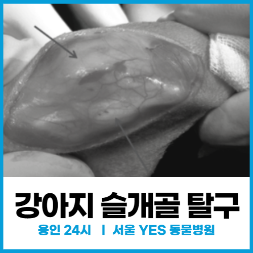  [정형외과] 24시 수술전문 동물병원, 강아지 슬개골 탈구 (용인 서울YES동물병원)