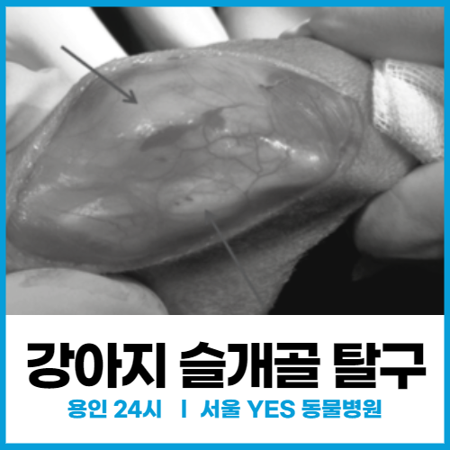 [정형외과] 24시 수술전문 동물병원, 강아지 슬개골 탈구 (용인 서울YES동물병원)