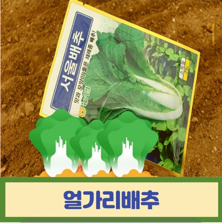  씨뿌림 얼가리배추 비닐하우스에 열무 얼갈이 씨앗으로 직파하는법