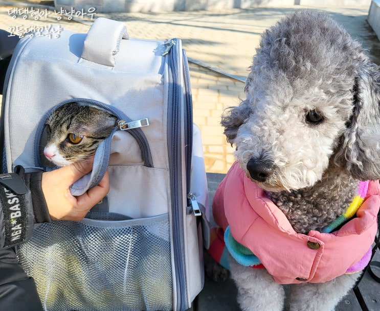  강아지와 고양이 9번째 이야기 산책편, 꼬들이의 달라진 행동