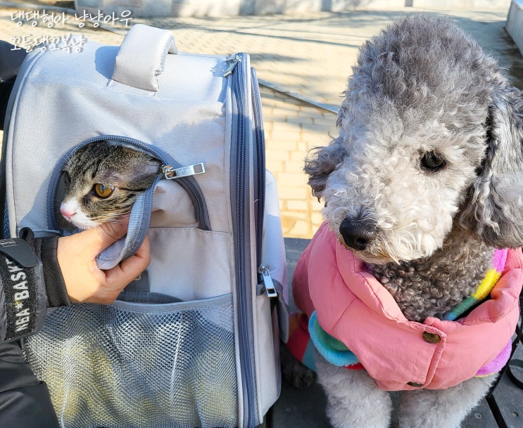 강아지와 고양이 9번째 이야기 산책편, 꼬들이의 달라진 행동