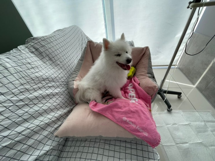 [강아지 간종양]종양제거 수술 당일