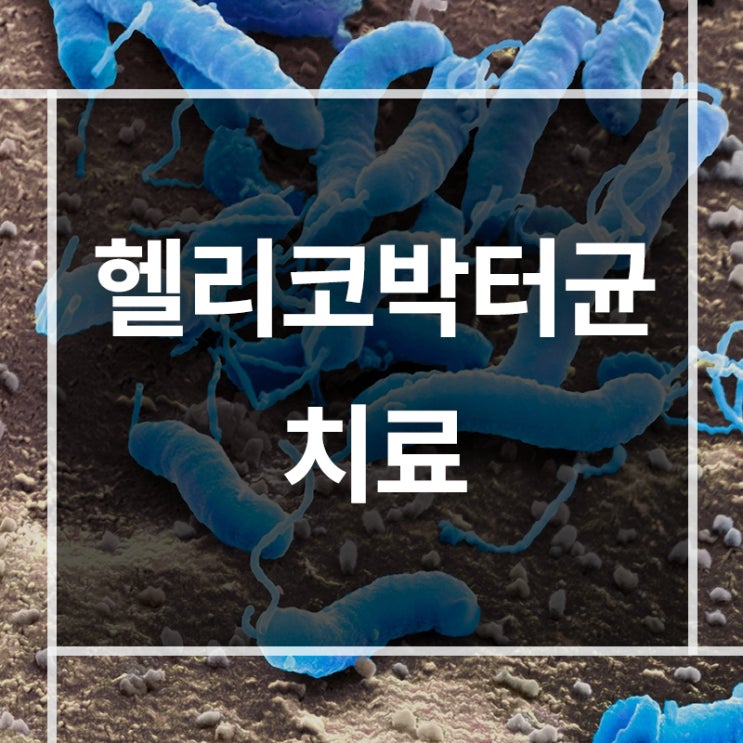  헬리코박터균에 대해서 알아볼까요