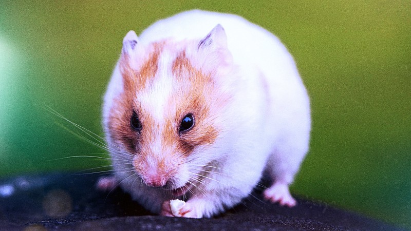 햄스터 라이프) 햄스터 키우기 어플 hamster life : 네이버 블로그