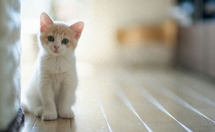  [2ch 괴담] 키우는 고양이