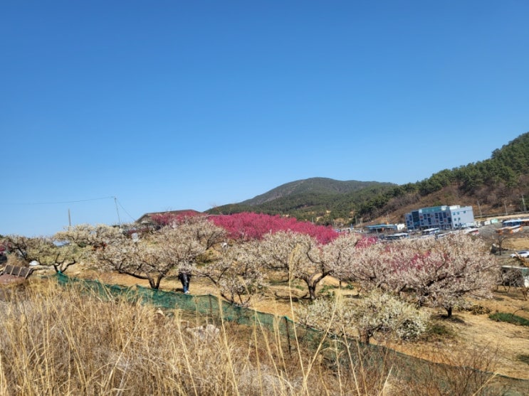  부산경남홍매화  기장나들이 부산아기랑 가볼만한곳