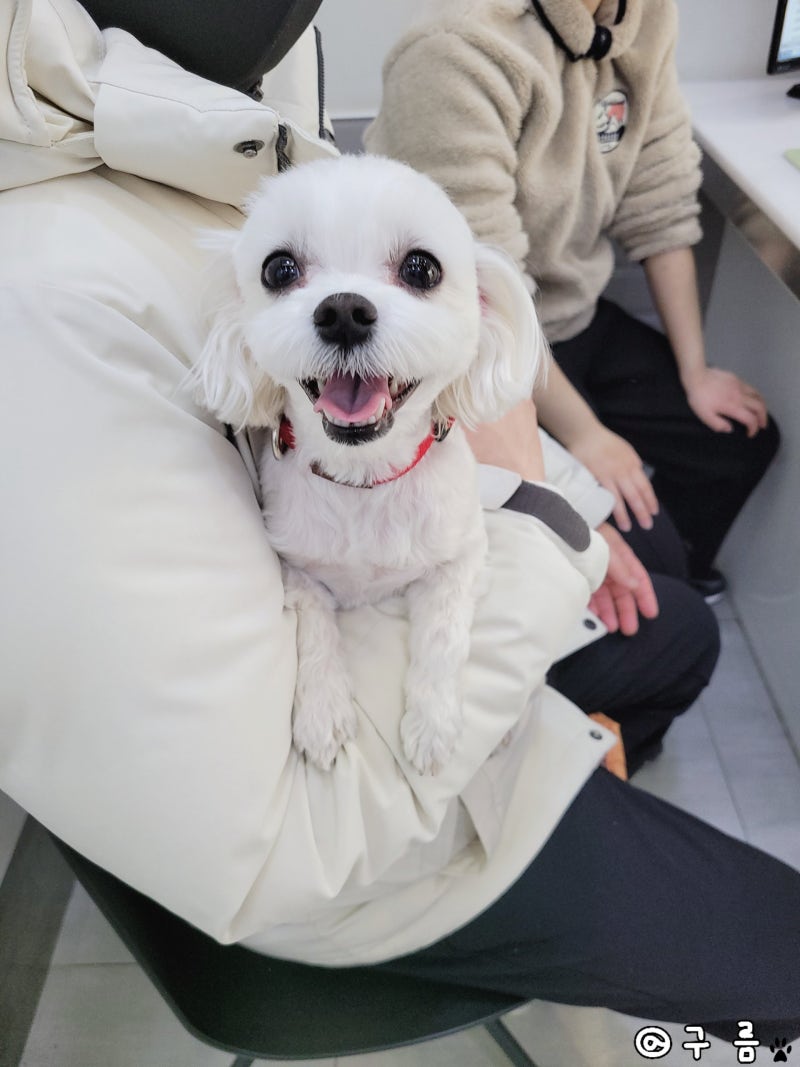 강아지 심장사상충, 검사 키트 비용 후기!!(동물병원) : 네이버 블로그