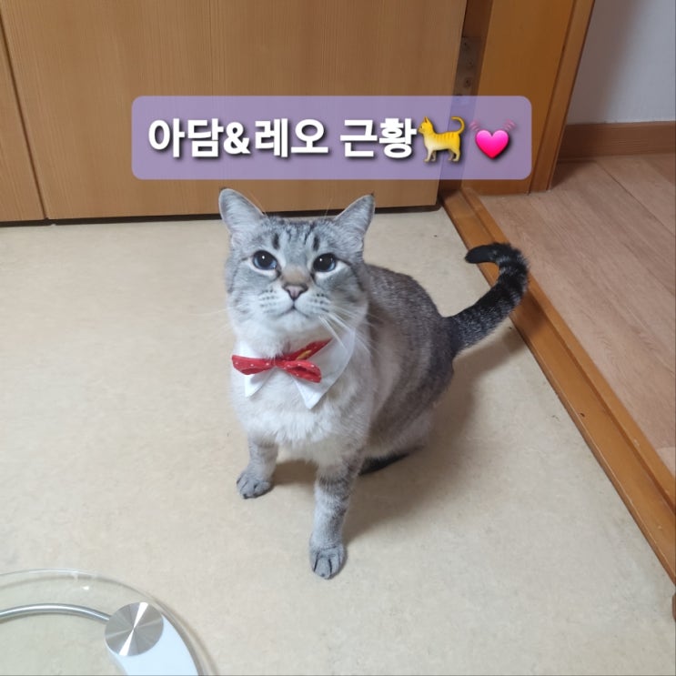 아담이와 레오 형제의 근황집사는 오늘도 출근!