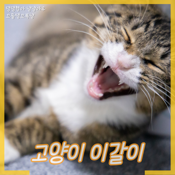  고양이 이갈이 시기 이빨 빠짐 어떻게 하나요?