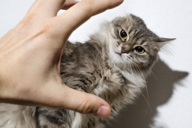 고양이 학대, 학대범 신상, 디시 갤러리, 디씨 고양이 학대, 학대범 신상, 디시 갤러리, 디씨