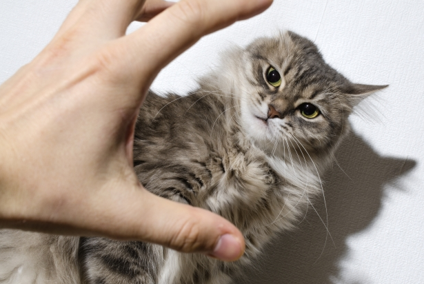 고양이 학대, 학대범 신상, 디시 갤러리, 디씨