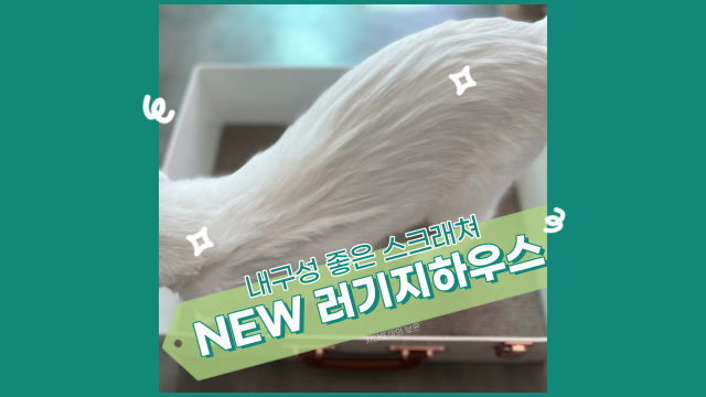  뉴욕펫 B급 NEW 러기지 하우스 구매 후 한 달, 스크래쳐 내구성 대 만족.