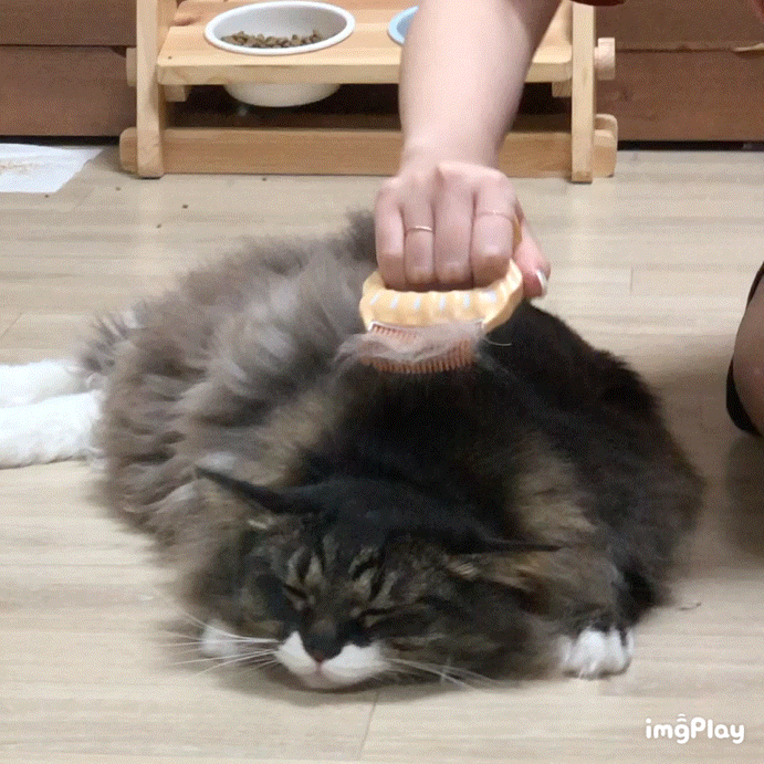  장모 고양이 털관리, 전용 빗 추천 - 사랑빗 E3 vs 단모 E1 비교