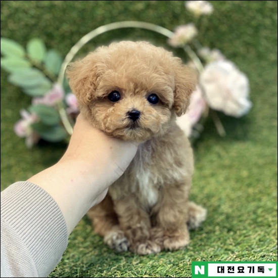  대전웰시코기분양 건강이 먼저였어요 (feat. 논산, 천안, 공주, 청주, 세종)