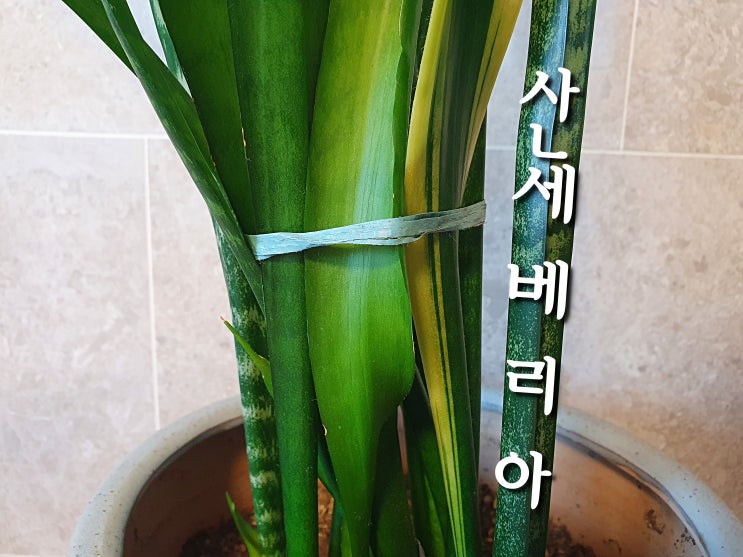  산세베리아 키우기 #1 힘 없이 쓰러지는 산세베리아 잎 이유?