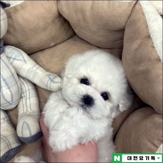  논산말티즈분양 반쪽을 만났어요 (feat. 충주, 계룡, 홍성, 익산, 전주)