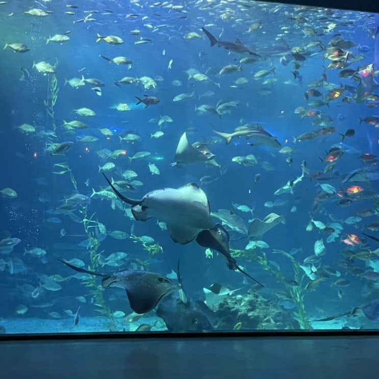  겨울 제주도 성산일출봉 맛집 일출봉돈까스/광치기해변 유채꽃