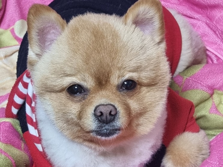  사랑이 때문에 환장 하겠습니다!!!