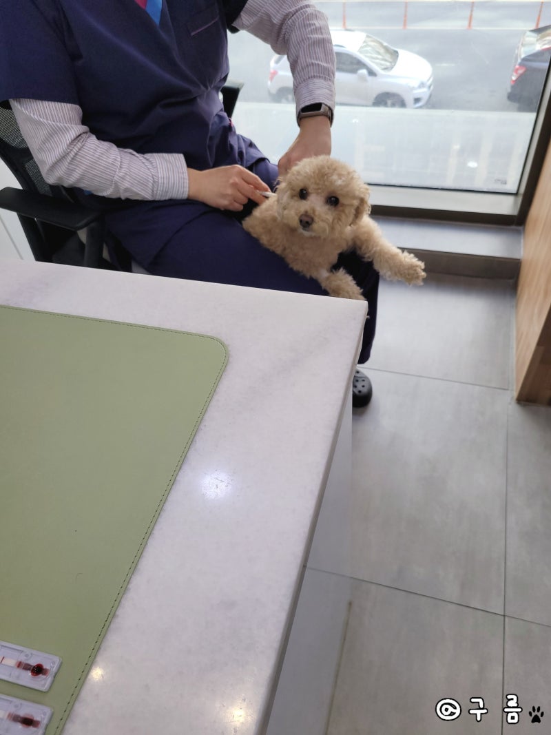 강아지 심장사상충 주사 가격 후기!!(Ft. 증상) : 네이버 블로그