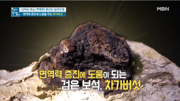  대장암에 특효::차가버섯