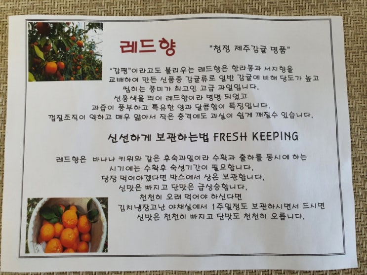  인터넷 과일 돌쇠네 농산물 레드향 3kg 후기! 맛나!