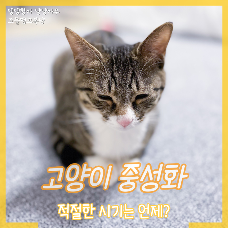  수컷 고양이 중성화 시기 및 수술 전후 금식, 비용은 얼마나?