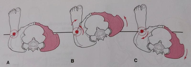 골반대 움직임 pelvic girdle motion, 전방골반경사 anterior pelvic tilt와 후방골반경사 ...