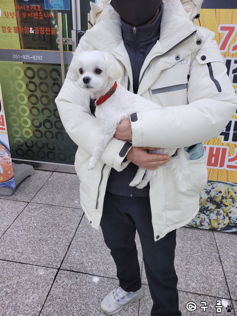 강아지 심장사상충 주사 가격 후기!!(Ft. 증상) : 네이버 블로그