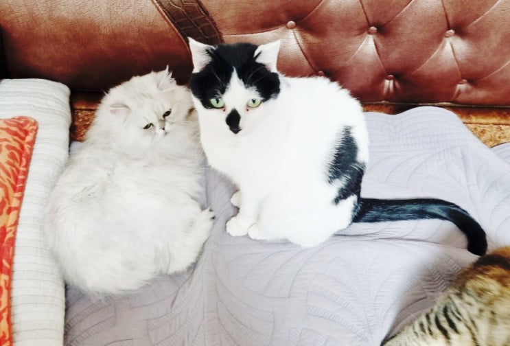 일진 고양이?우유 앞의 코시(고양이 합사 잘되는 조합/ 피해야 할 조합/ 강아지 고양이 합사)