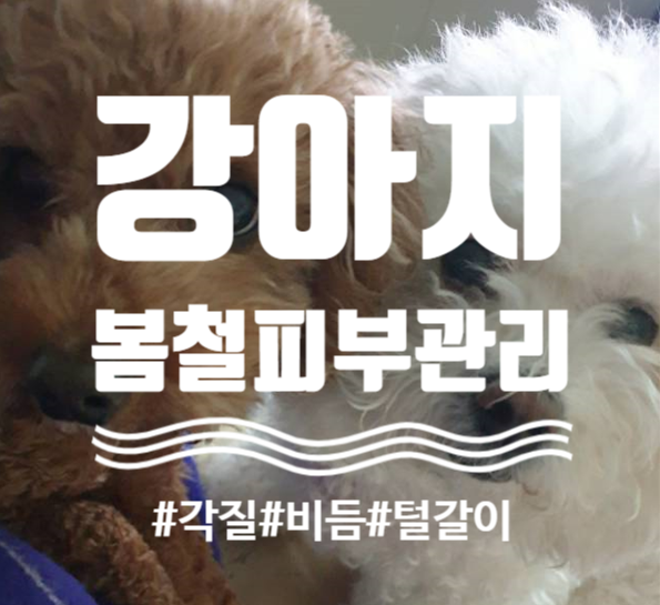  봄철, 강아지 피부관리 어떻게?