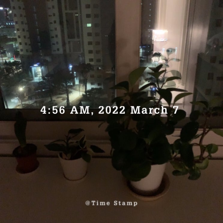  미모챌 7일 두줄
