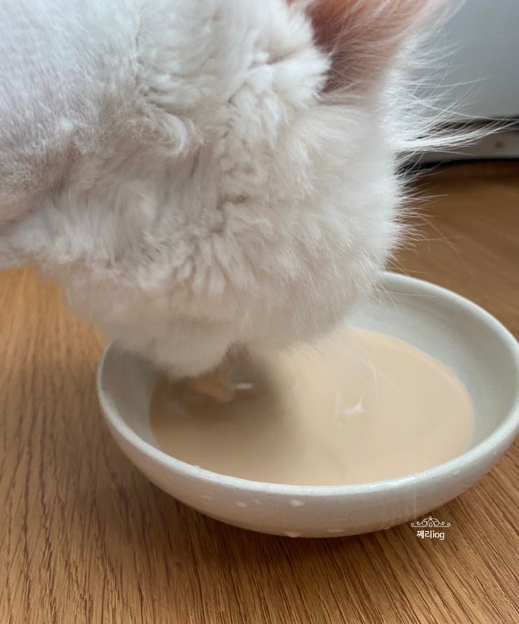  고양이 우유는 건국목장 펫밀크 장유산균 (반려견,반려묘)