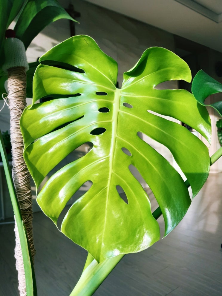 몬스테라 신엽 새잎 성장 과정, 기간, 찢잎 나오는방법
