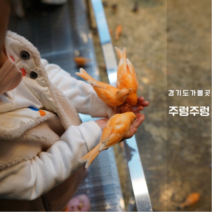  라크몽 주렁주렁 동탄 후기 실내동물원 아르티스와 장단점 솔직 비교