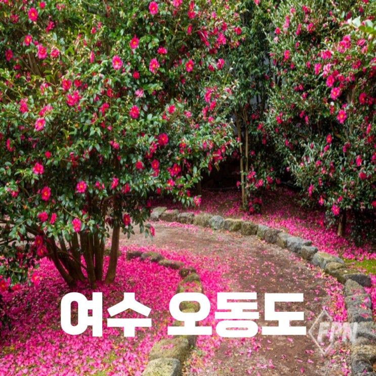  여수 오동도에 동백꽃이 피었습니다. 여수여행 오동도~