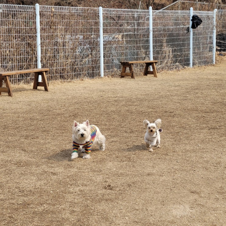  성남하대원애견유치원:) 라드독