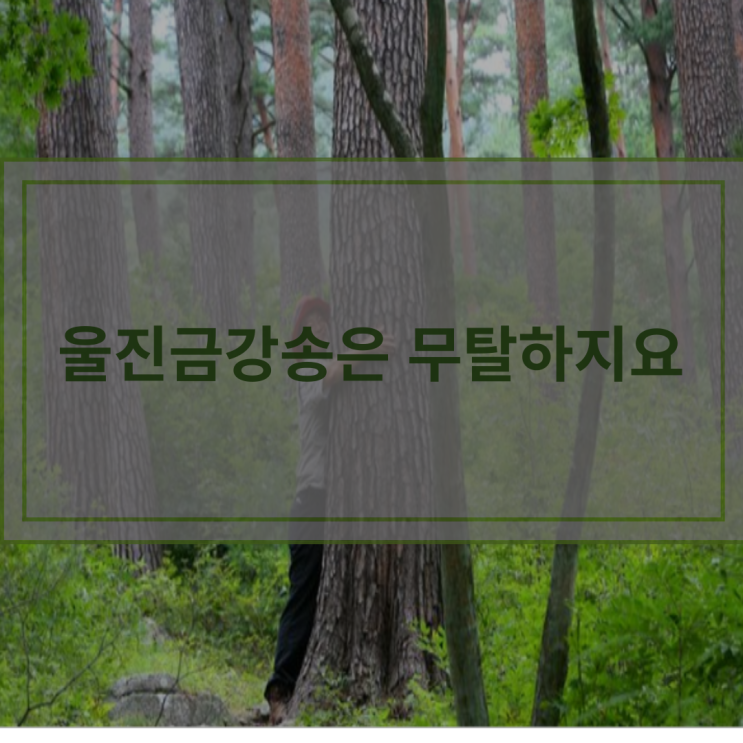  울진금강송;) 군락지방어성공소식