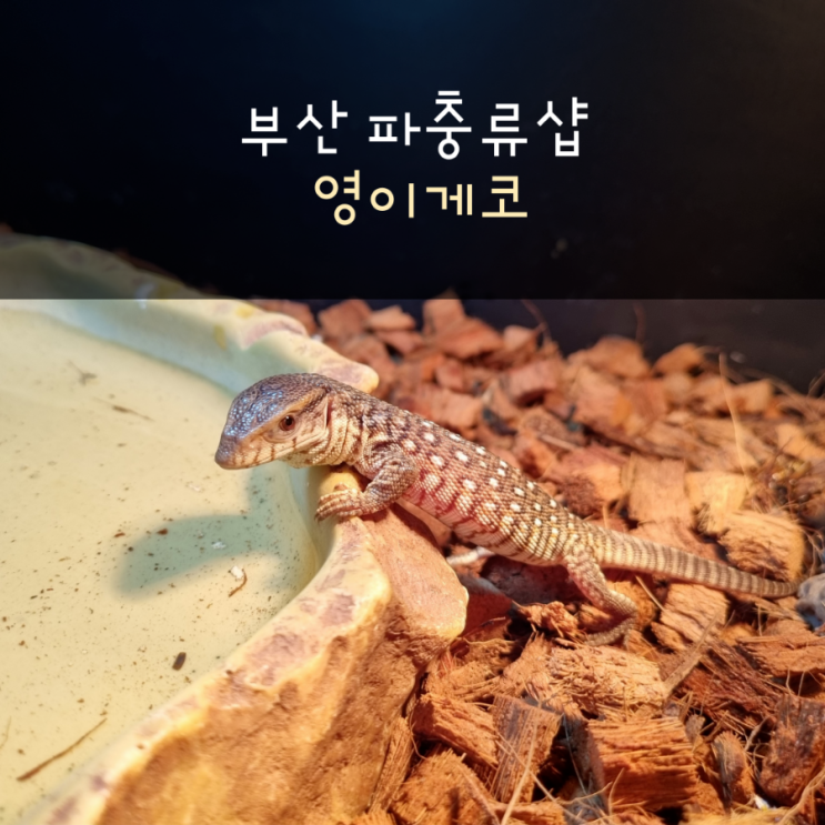 부산 파충류샵 영이게코(극강의 귀여움 사바나모니터)