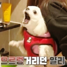 개는 훌륭하다 116회 고민견 얄리 강아지 사연 공개