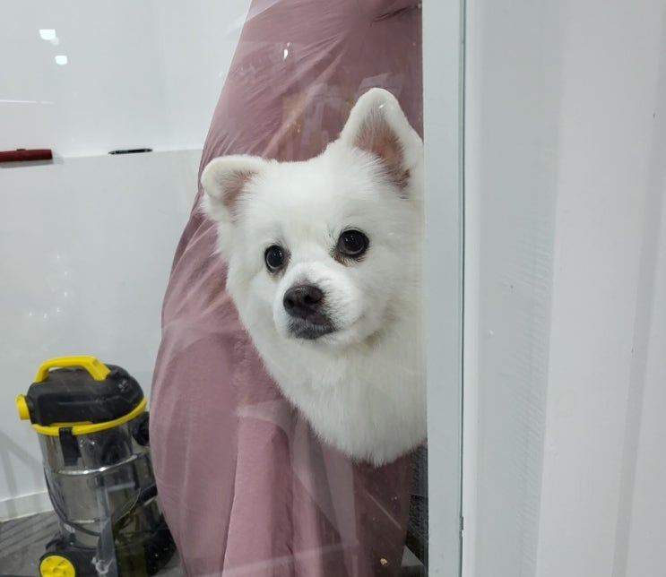  창원 성주동 [강남언니애견미용&호텔]강아지 미용 후기