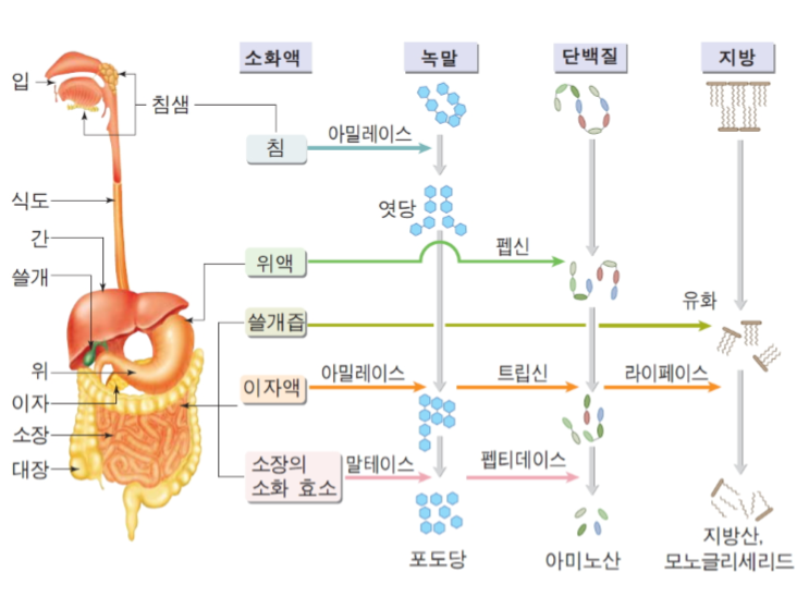  [제과·제빵기능사 필기 요점정리] 소화효소