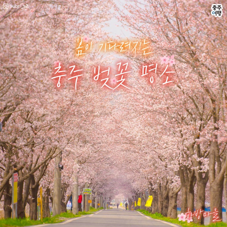  다가오는 벚꽃놀이 시즌!! - 충주 벚꽃명소 미리보기!! (하방마을, 충주댐, 수안보)