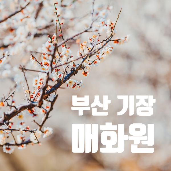  기장 매화원 홍매화까지 볼 수 있는 부산 매화 명소