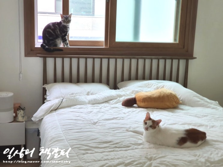  <2인2묘 라이프> 2022. 3.1.~3. 고양이들~ 집사 받아라! ㅋㅋ