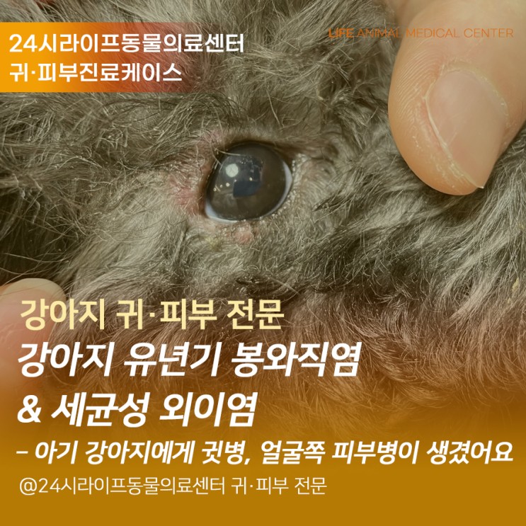 [대구강아지피부동물병원] 강아지 유년기 봉와직염, 세균성 외이염 / 아기 강아지에게 귓병, 얼굴쪽 피부병이 생겼어요