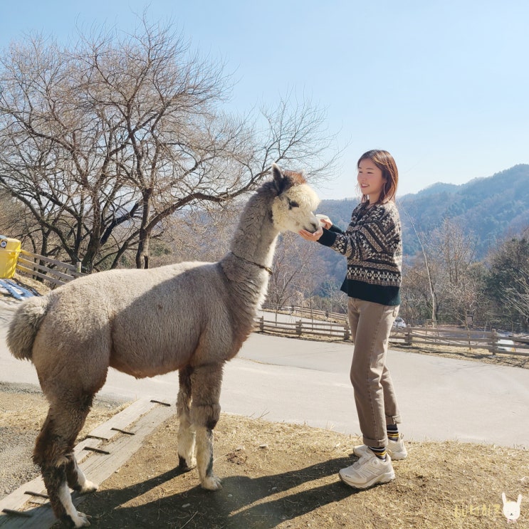 강원도 여행 홍천 알파카월드 농장 힐링 나들이