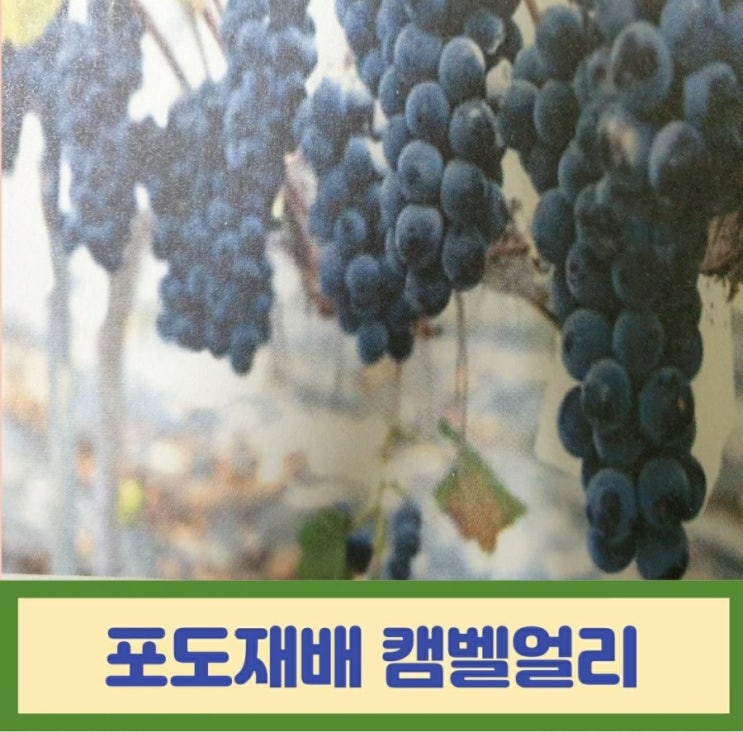  포도재배  캠벨포도 노지포도밭 포도나무 전지하기