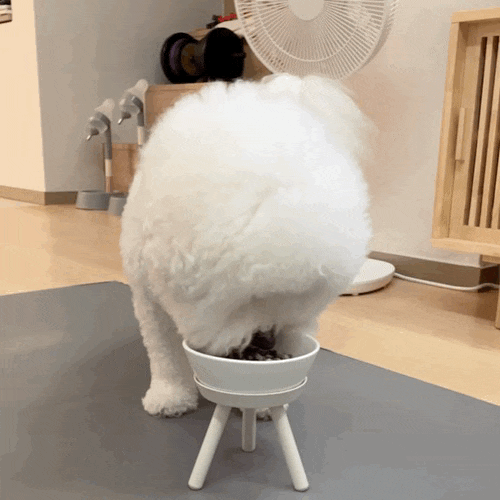  비숑 동토미의 유기농 강아지 기침 영양제