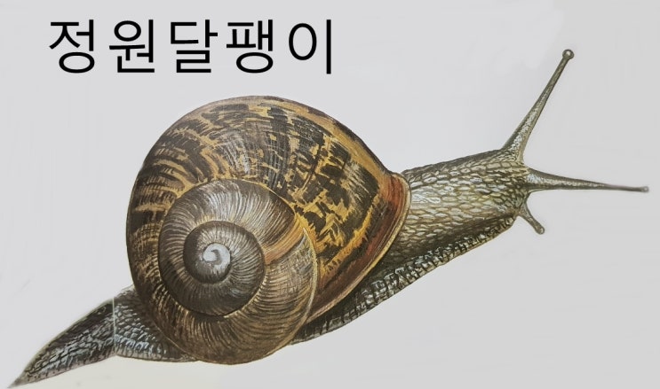 육지 무척추동물 달팽이 민달팽이 종류 특징