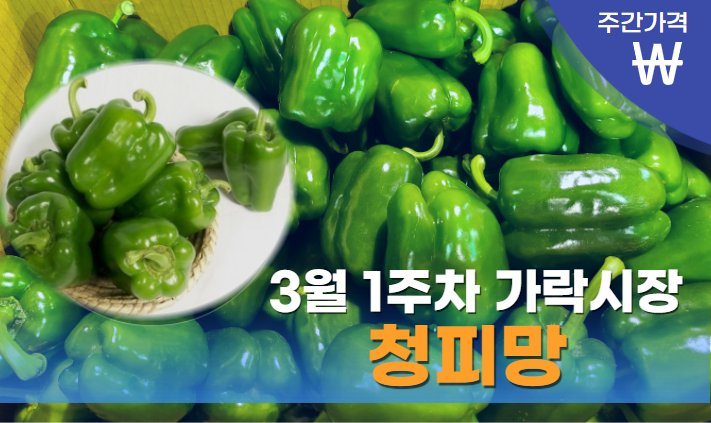  [경매사 주간보고] 3월 1주차 청피망 경매동향이 궁금해요?